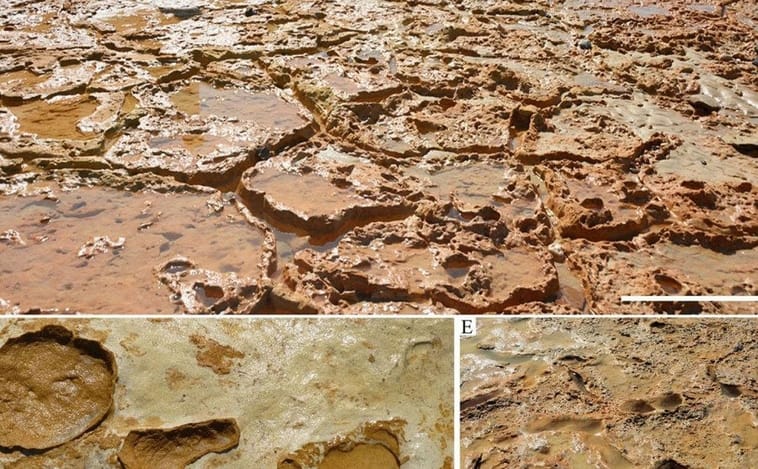 Images of the footprints analyzed in the study of the journal Natura